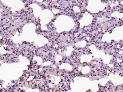 IHC-P - Nocturnin Polyclonal Antibody AP54504