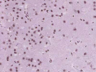 IHC-P - Nocturnin Polyclonal Antibody AP54504