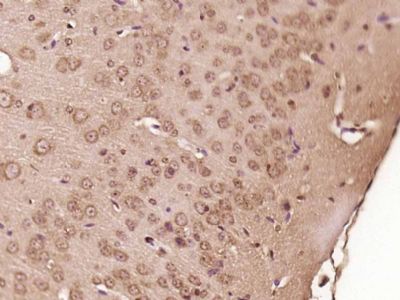 IHC-P - SPAG16 Polyclonal Antibody AP54520