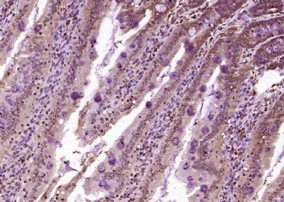 IHC-P - KIBRA Polyclonal Antibody AP54550