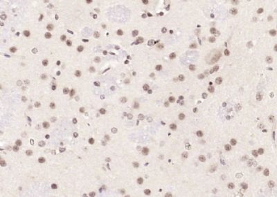IHC-P - Neuro D Polyclonal Antibody AP54551