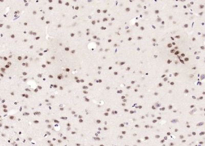 IHC-P - Neuro D Polyclonal Antibody AP54551