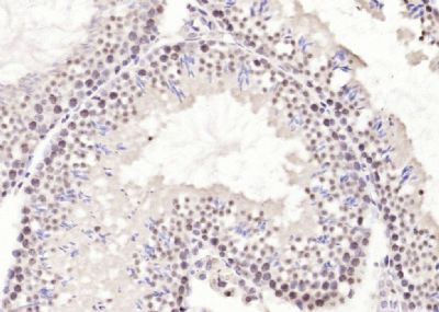 IHC-P - Neuro D Polyclonal Antibody AP54551
