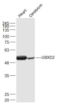 WB - UBXD2 Polyclonal Antibody AP54592
