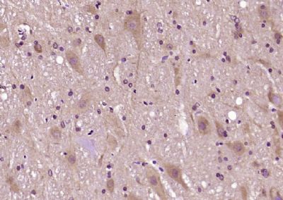 IHC-P - Reticulon 1 Polyclonal Antibody AP54626