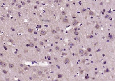 IHC-P - Reticulon 1 Polyclonal Antibody AP54626