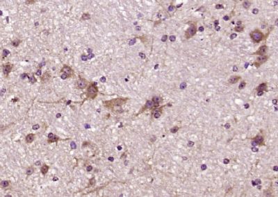 IHC-P - Reticulon 1 Polyclonal Antibody AP54626