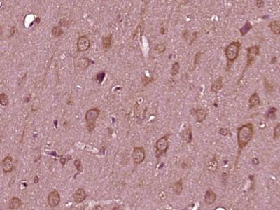 IHC-P - TMEM85 Polyclonal Antibody AP54927
