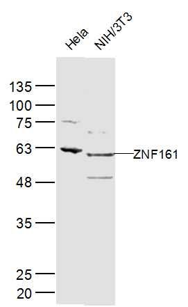 WB - ZNF161 Polyclonal Antibody AP54971