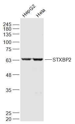 WB - STXBP2 Polyclonal Antibody AP54997