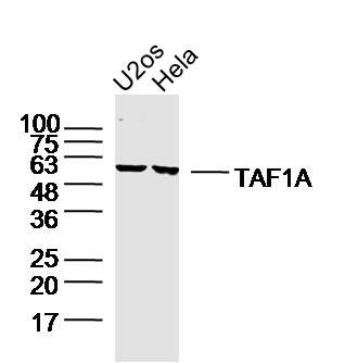 WB - TAF1A Polyclonal Antibody AP55015