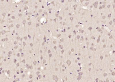 IHC-P - DNAJC9 Polyclonal Antibody AP55041