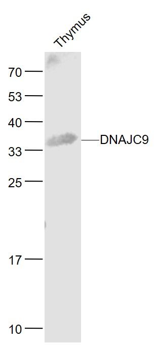 WB - DNAJC9 Polyclonal Antibody AP55041