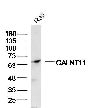 WB - GALNT11 Polyclonal Antibody AP55116