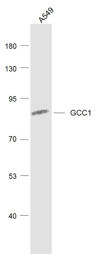 WB - GCC1 Polyclonal Antibody AP55129