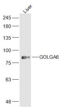 WB - GOLGA6 Polyclonal Antibody AP55175