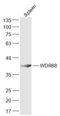 WB - WDR68 Polyclonal Antibody AP55240