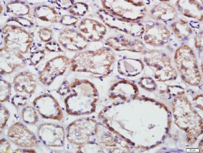 IHC-P - CLDN25 Polyclonal Antibody AP55267