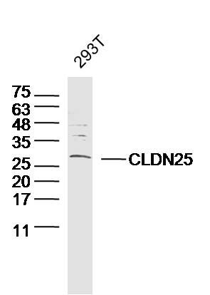 WB - CLDN25 Polyclonal Antibody AP55267