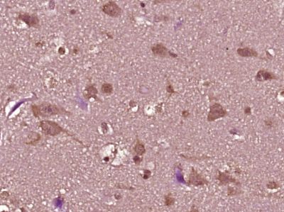 IHC-P - DEFB112 Polyclonal Antibody AP55481