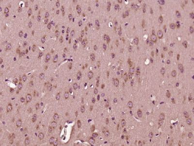 IHC-P - DNAJC19 Polyclonal Antibody AP55552