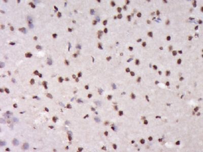 IHC-P - DNTTIP1 Polyclonal Antibody AP55558