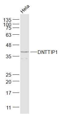 WB - DNTTIP1 Polyclonal Antibody AP55558