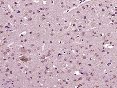 IHC-P - DYRK4 Polyclonal Antibody AP55591