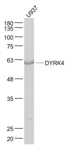 WB - DYRK4 Polyclonal Antibody AP55591