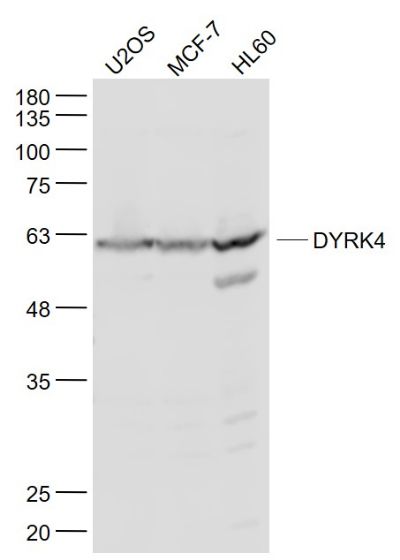 WB - DYRK4 Polyclonal Antibody AP55591