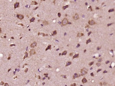 IHC-P - EDEM3 Polyclonal Antibody AP55603