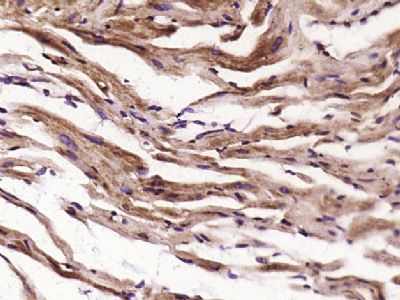 IHC-P - EDEM3 Polyclonal Antibody AP55603