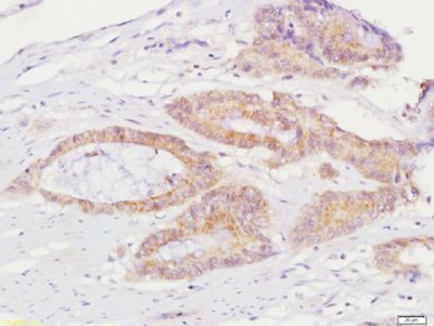 IHC-P - ELMO3 Polyclonal Antibody AP55624