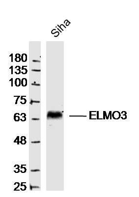 WB - ELMO3 Polyclonal Antibody AP55624