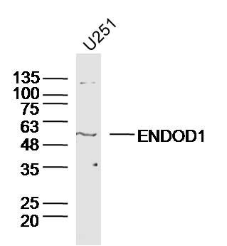 WB - ENDOD1 Polyclonal Antibody AP55636