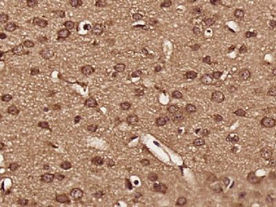IHC-P - ENDOD1 Polyclonal Antibody AP55636
