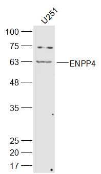 WB - ENPP4 Polyclonal Antibody AP55640