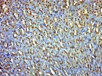 IHC-P - EXOC6B Polyclonal Antibody AP55663
