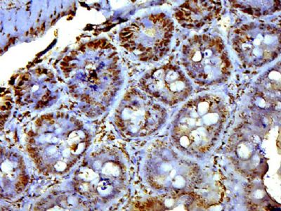 IHC-P - EXOC6B Polyclonal Antibody AP55663
