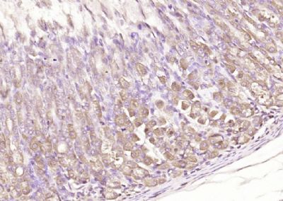 IHC-P - C20orf27 Polyclonal Antibody AP55803