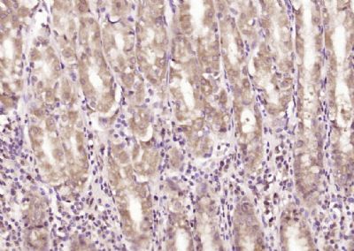 IHC-P - C20orf27 Polyclonal Antibody AP55803