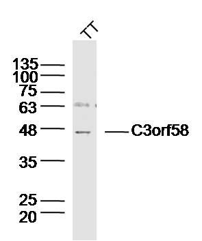 WB - C3orf58 Polyclonal Antibody AP55854
