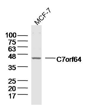 WB - C7orf64 Polyclonal Antibody AP55916