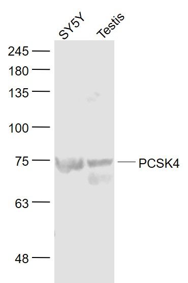 WB - PCSK4 Polyclonal Antibody AP56024