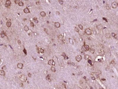 IHC-P - GTPBP1 Polyclonal Antibody AP56233