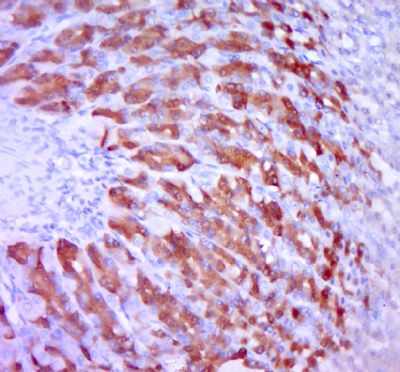 IHC-P - KLC3 Polyclonal Antibody AP56386