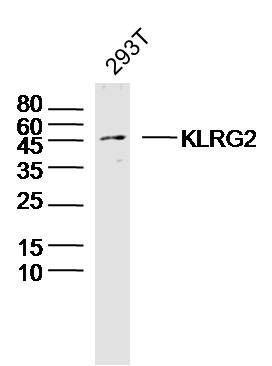 WB - KLRG2 Polyclonal Antibody AP56405