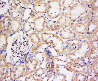 IHC-P - KCNV1 Polyclonal Antibody AP56467