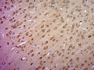 IHC-P - KCNV1 Polyclonal Antibody AP56467