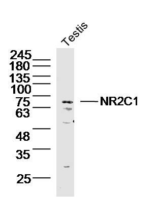 WB - NR2C1 Polyclonal Antibody AP56592
